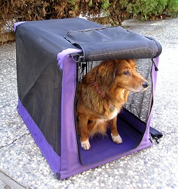 <b>Traveling with your Dog</b>